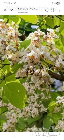 Каталпа НАНА фиданки, снимка 8 - Разсади - 51791021