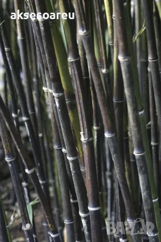 100 бр. нови висококачествени семена Студоустойчив черен бамбук от САЩ за Декорация дома грасдината, снимка 10 - Сортови семена и луковици - 49812622