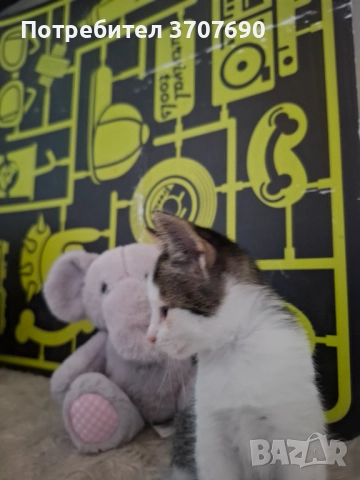 Мъжко котенце на 2,5месеца, снимка 5 - Други - 52014977