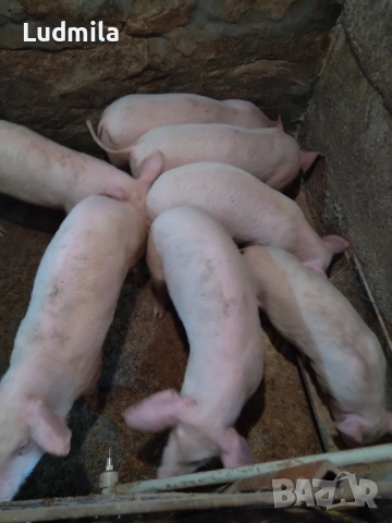 Малки прасета, снимка 2 - Прасета - 52967305