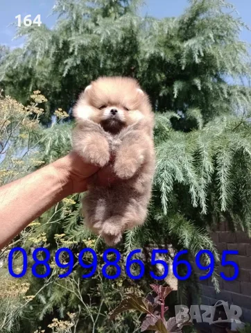 Мъжки мини Померан. , снимка 8 - Померан - 55875941