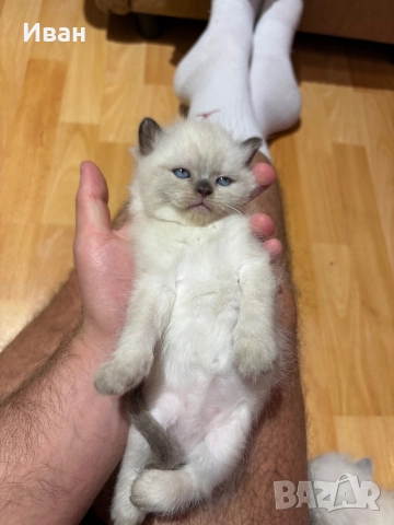 Породисто котенце, снимка 3 - Други - 52003298