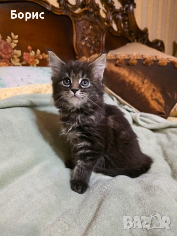 Мейн куун котета