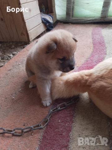 2 бр. Шиба Ину с родословие, снимка 2 - Шиба ину - 52678037