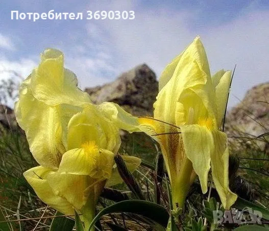Грудки от жълта перуника, 5 евро общо всички от снимката, снимка 2 - Сортови семена и луковици - 55784858
