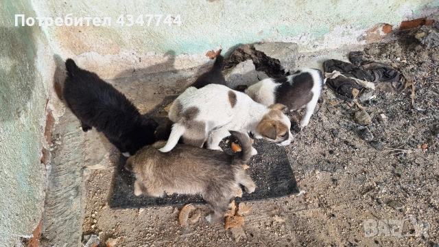 Подаряват се 6 малки кученца. , снимка 10 - Други - 53010116