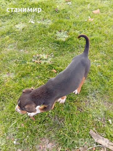 трицветно гонче, снимка 6 - Гонче - 53878849