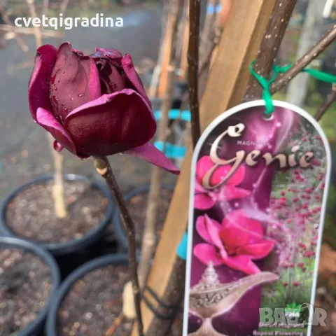 Magnolia Genie-Магнолия Джейн