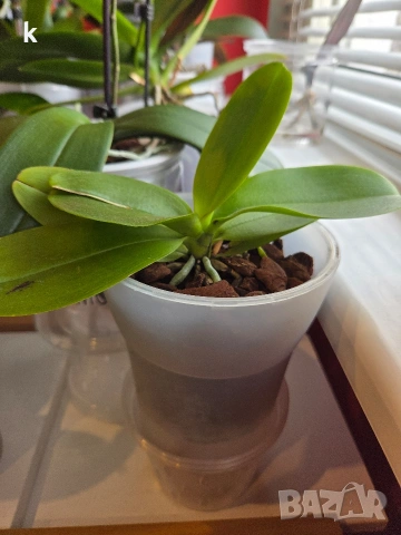 phalaenopsis в самополивна саксия, снимка 2 - Стайни растения - 53898671