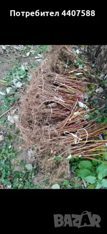 Разсад ягоди и малини , снимка 17 - Разсади - 49438431