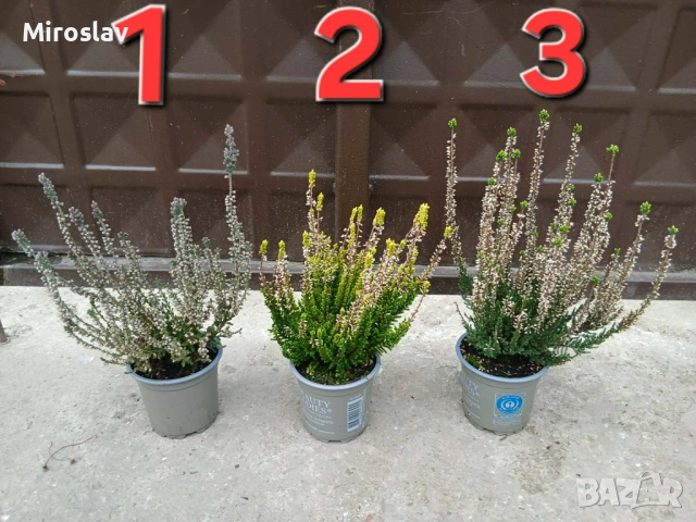 Калуна (3-налични вида)