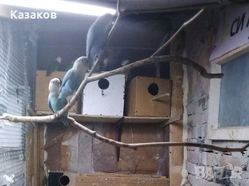 Продавам/бартер/ работещо ято розобузови неразделки, снимка 5 - Папагали - 52456034