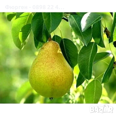  Плодни дръвчета, снимка 11 - Разсади - 52508208