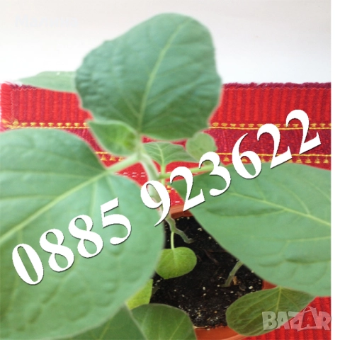 Саксия с Физалис - Биологично и Екологично Отглеждани, снимка 2 - Градински цветя и растения - 52022741