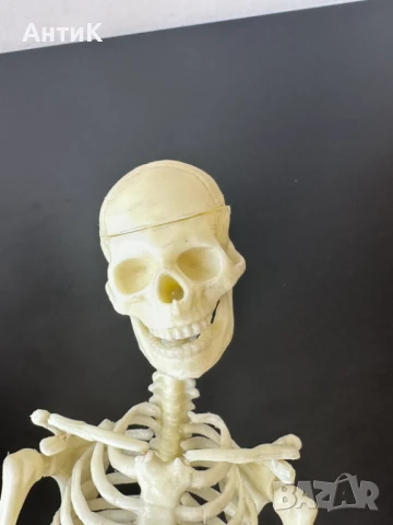 Соц Учебен Модел на Човешки Скелет, снимка 11 - Антикварни и старинни предмети - 51136257