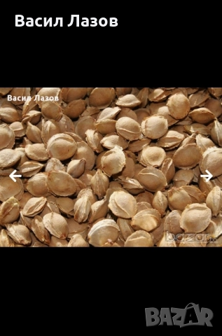 Купувам костилки от праскова, кайсия, череша, синя слива., снимка 4 - Други - 52226214