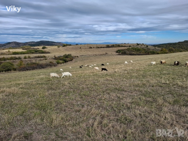 ярета на свободна паша, снимка 16 - Кози - 51962192