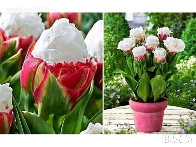 Луковици на сладоледено лале, снимка 4 - Разсади - 51643621