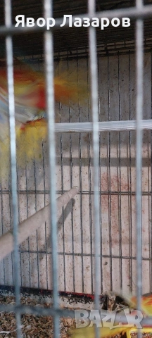 Папагали неофеми и пойни, снимка 8 - Папагали - 54303895