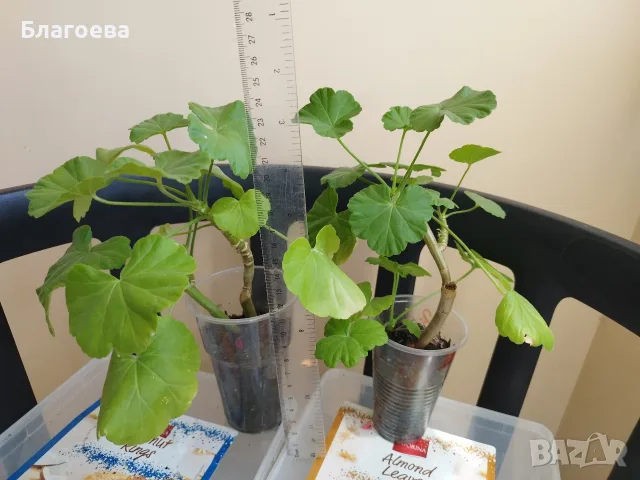 Мушкато - цвят на случаен принцип 