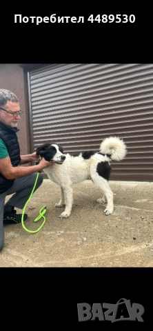 Сертифициран развъдник продава българско овчарско куче / каракачанка, снимка 4 - Каракачанска овчарка - 52176377