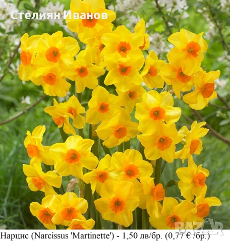 СОРТОВИ НАРЦИСИ - ЛУКОВИЦИ, снимка 10 - Сортови семена и луковици - 52372810