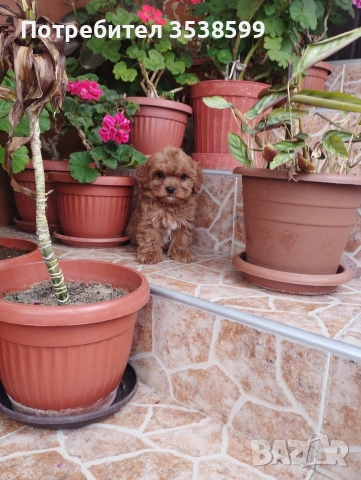 Кавапу , снимка 8 - Пудели - 52909276