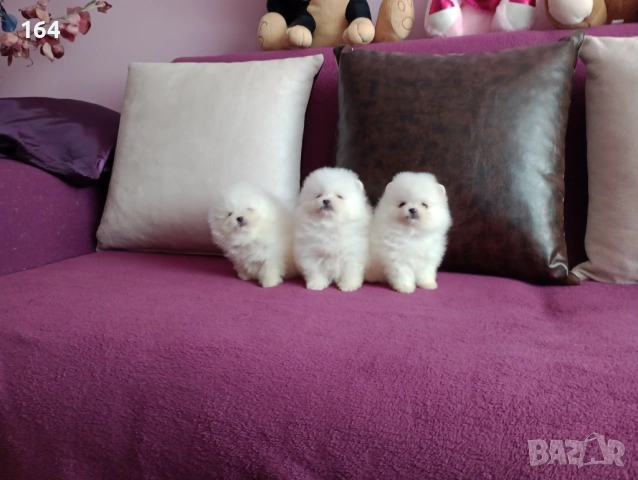 Миниатюрни бели мини Померани. Реални снимки !!! Доставка !!!, снимка 4 - Померан - 53921949