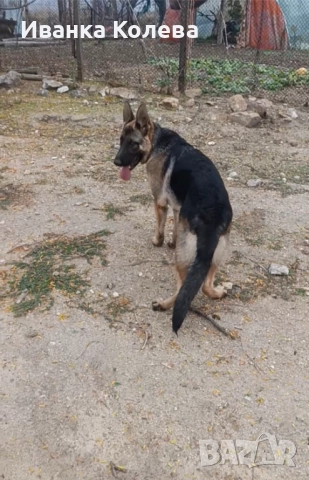 Продавам чистокръвна немска овчарка на 11 месеца 