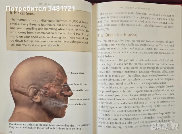 The Head and Neck. Learning How We Use Our Muscles, снимка 8 - Здраве, медицина и спорт - 55964348