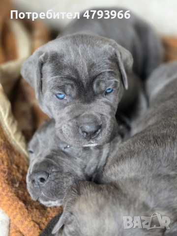 Продажба на чистокръвни кучета Кане Корсо, снимка 7 - Кане корсо - 54166371