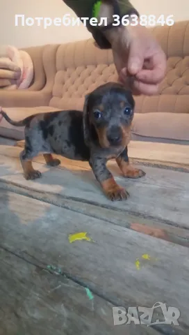 Дакел,мини дакели, снимка 13 - Дакели - 49667778