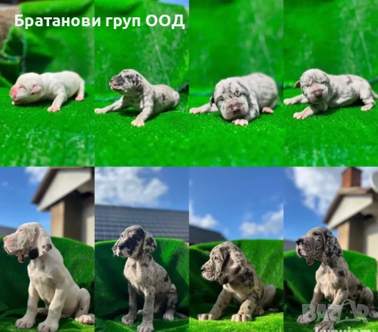 Немски дог с родословие