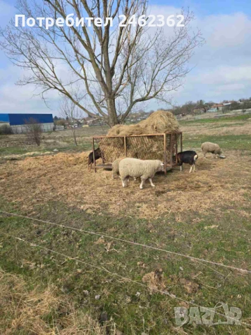 Продавам Коч Ил дъо франс