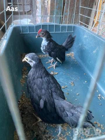 Чифт джинки