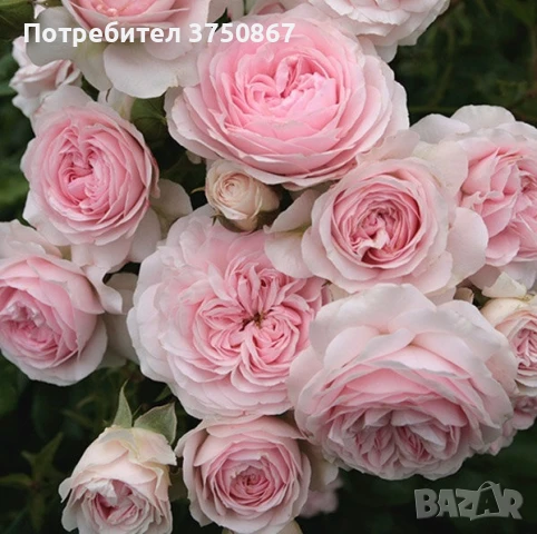 🌹 РОЗА 🌹 Larissa® rose 🌹