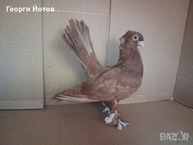 Продавам гълъбите от снимките, снимка 2 - Гълъби - 51548384