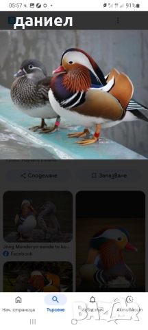 ДЕКОРАТИВНИ ПАТЕТА , снимка 2 - други­ - 52744072