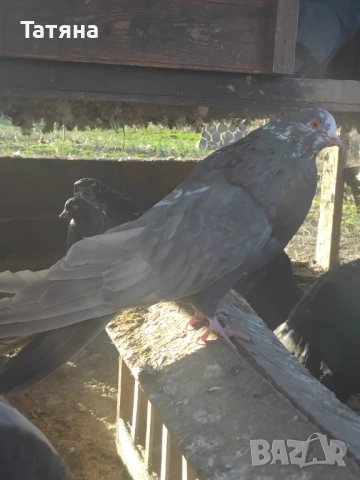 Старонемски  гълъби 