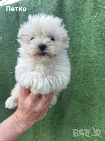 Малтийска болонка 