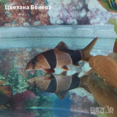 две сомчета Калихт и риба Боция клоун., снимка 2 - Рибки - 56280748