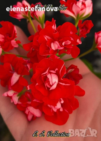 К-т от две сортови мушката (пеларгонии)