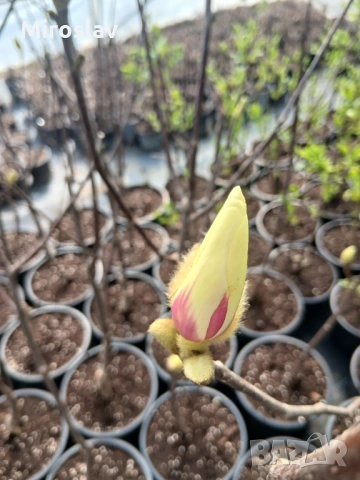 Магнолия "Сънрайз", снимка 7 - Градински цветя и растения - 53984976