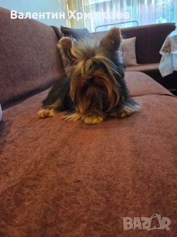 йорки йоркширски териер мини