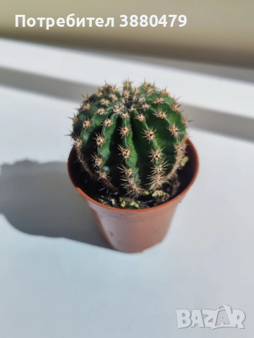 красив кактус