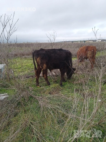 мъжко теле, снимка 2 - Крави - 53381895