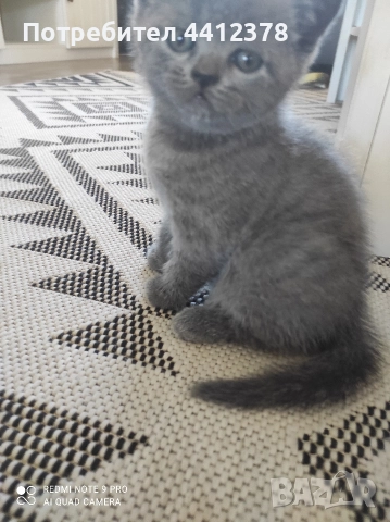 британски сини късокосмести котета , снимка 2 - Британска късокосместа - 52928097