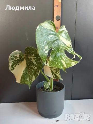 Monstera Thai Constellation /Монстера Тай Констеллейшъ, снимка 4 - Стайни растения - 55930077