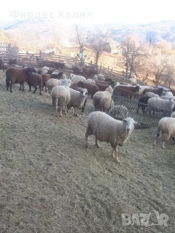 Продавам, снимка 2 - Овце - 54343315