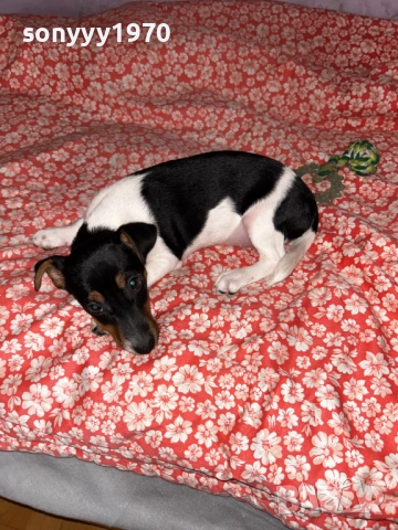 ДЖАК СЛАДКО МОМИЧЕ 0512251549, снимка 5 - Джак ръсел териер - 52663515